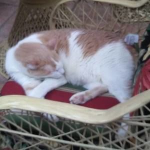 Meet your Posher, Laura